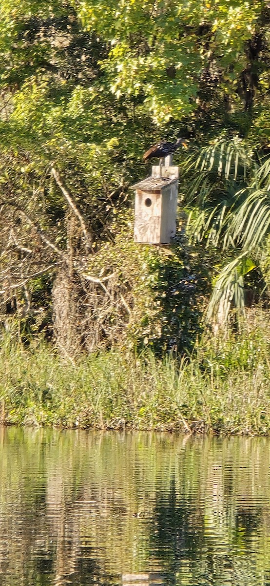 Limpkin - ML644859863