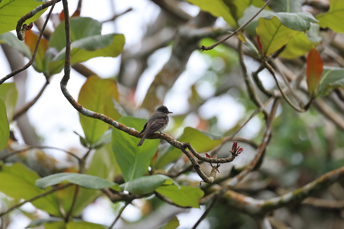 Eastern Wood-Pewee - ML644859883