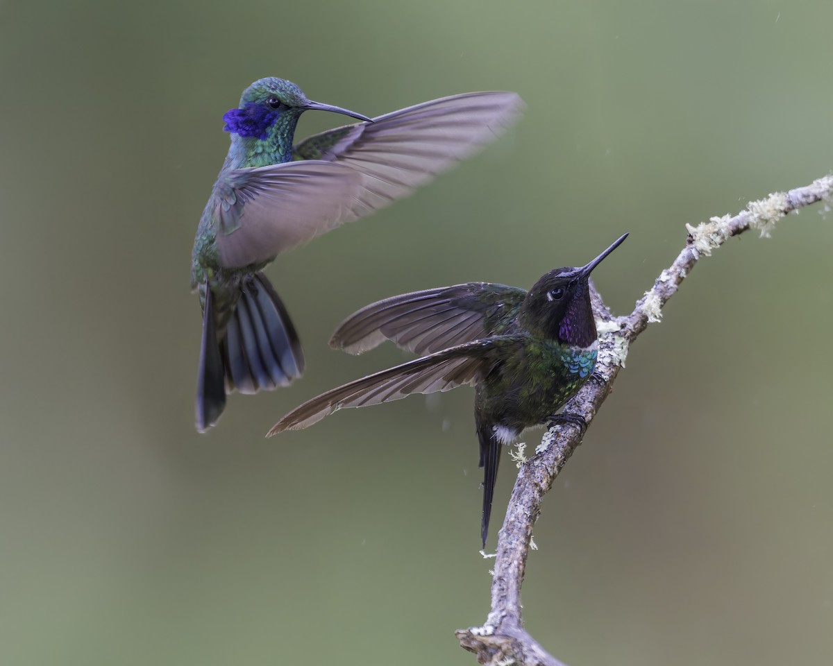 Longuemare's Sunangel - ML644859884