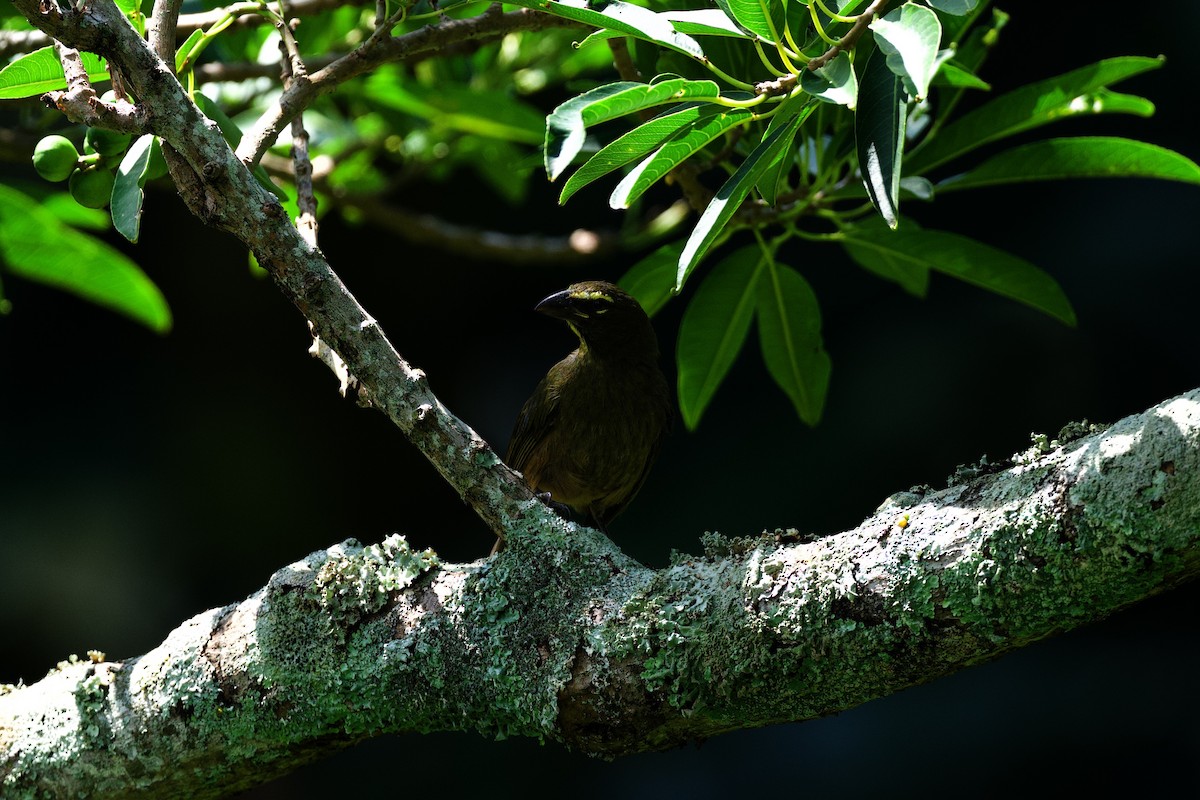 Cinnamon-bellied Saltator - ML644859890