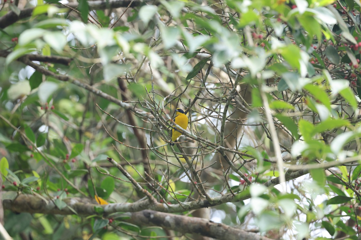 Thick-billed Euphonia - ML644859891