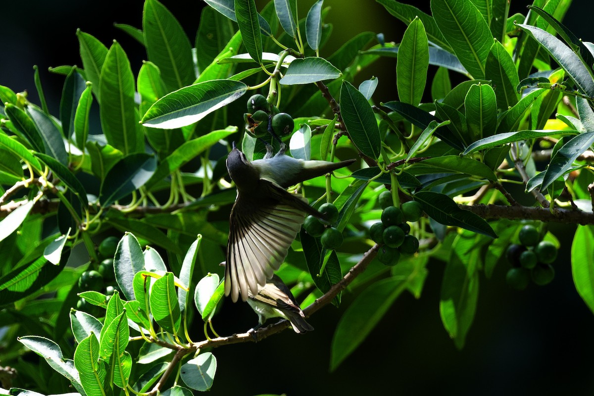 アカメモズモドキ - ML644859903