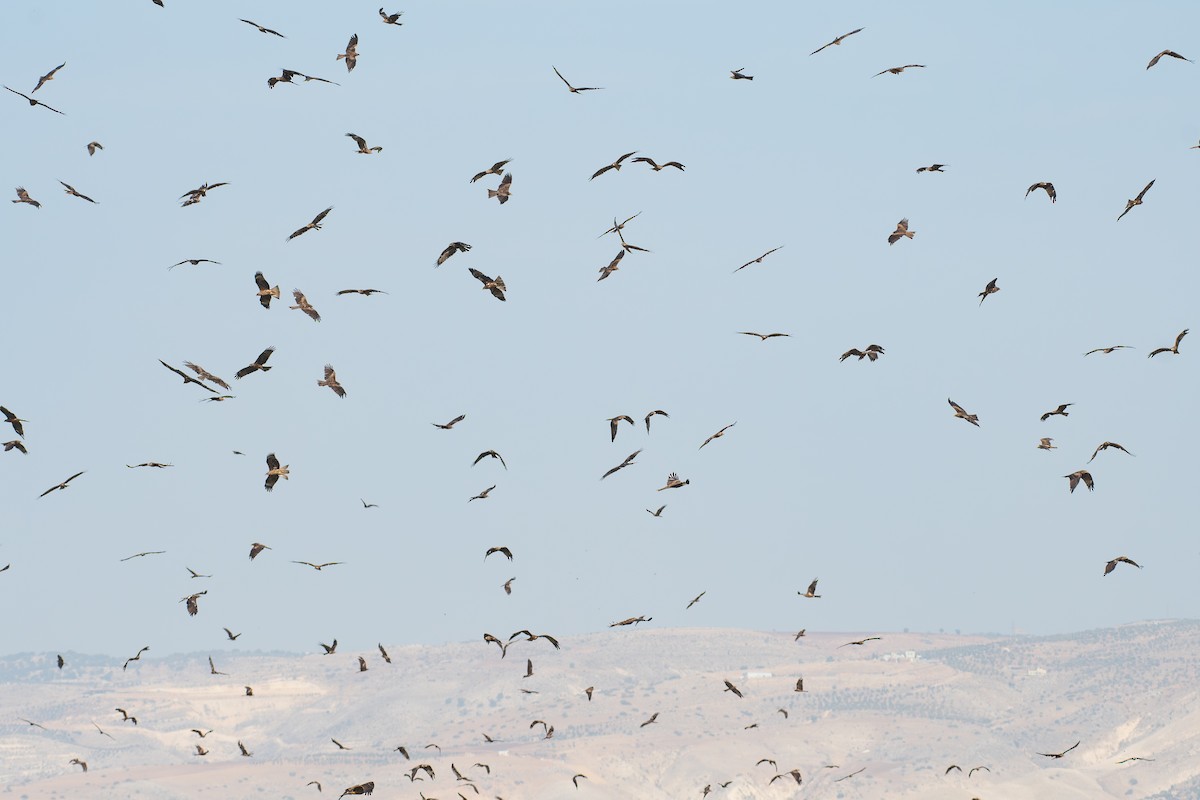 Black Kite - ML644859908