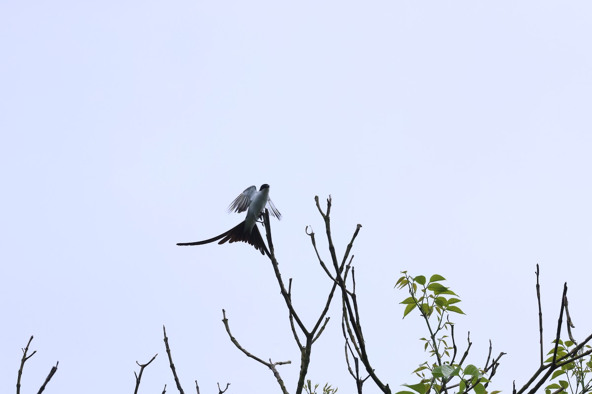 Fork-tailed Flycatcher - ML644859936