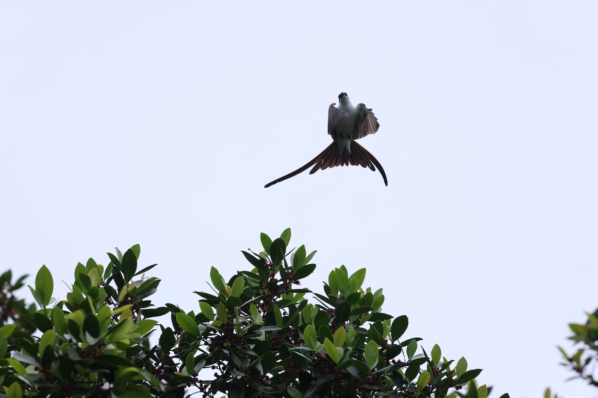 Fork-tailed Flycatcher - ML644859937