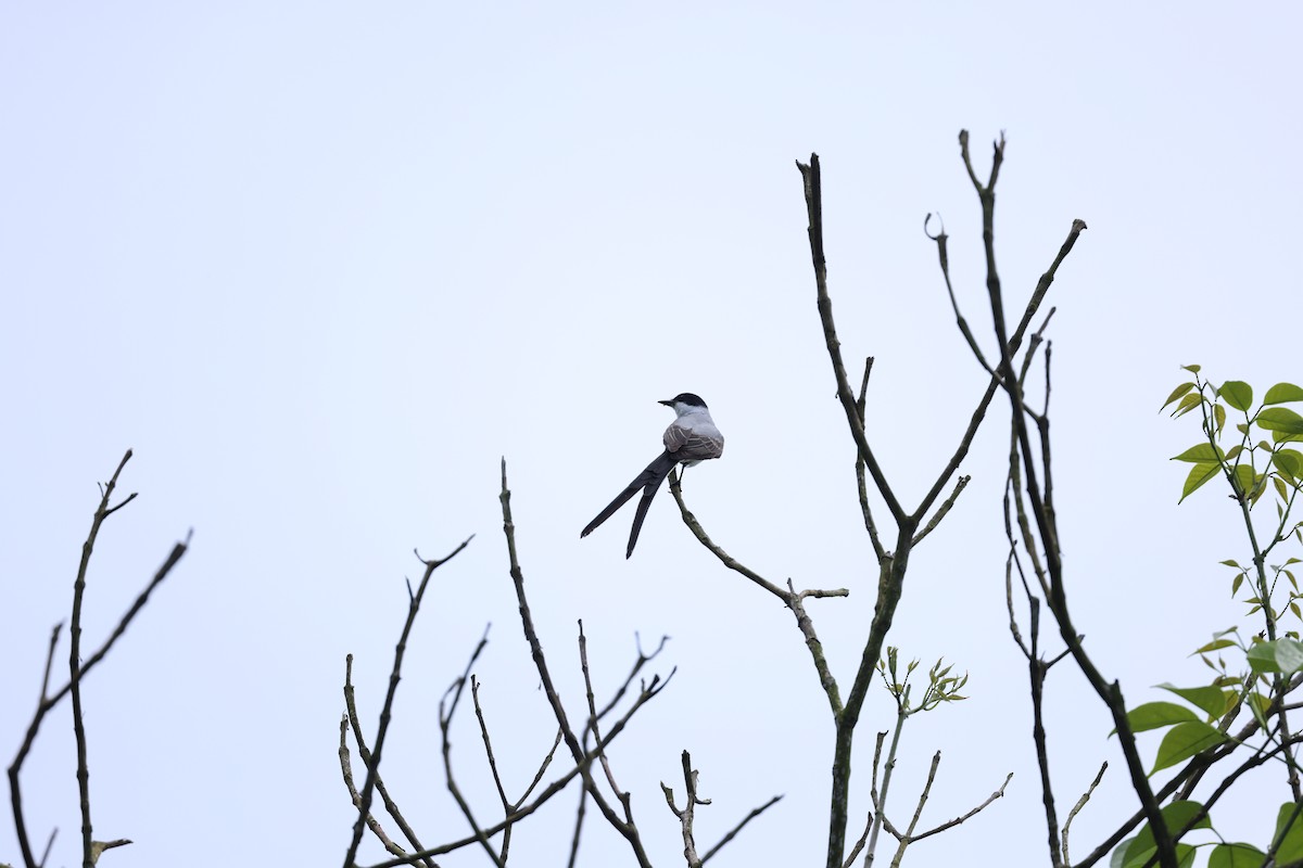 Fork-tailed Flycatcher - ML644859938