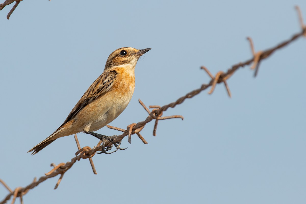 Whinchat - ML644859944