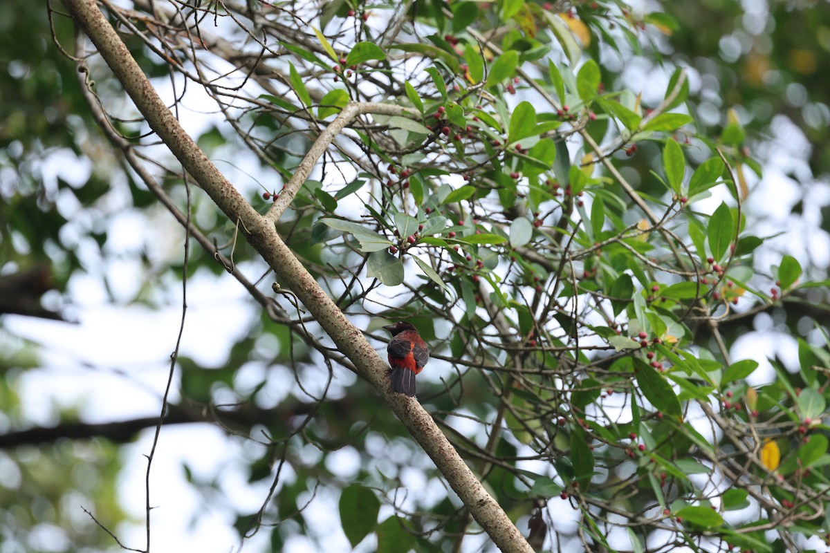 Crimson-backed Tanager - ML644859971