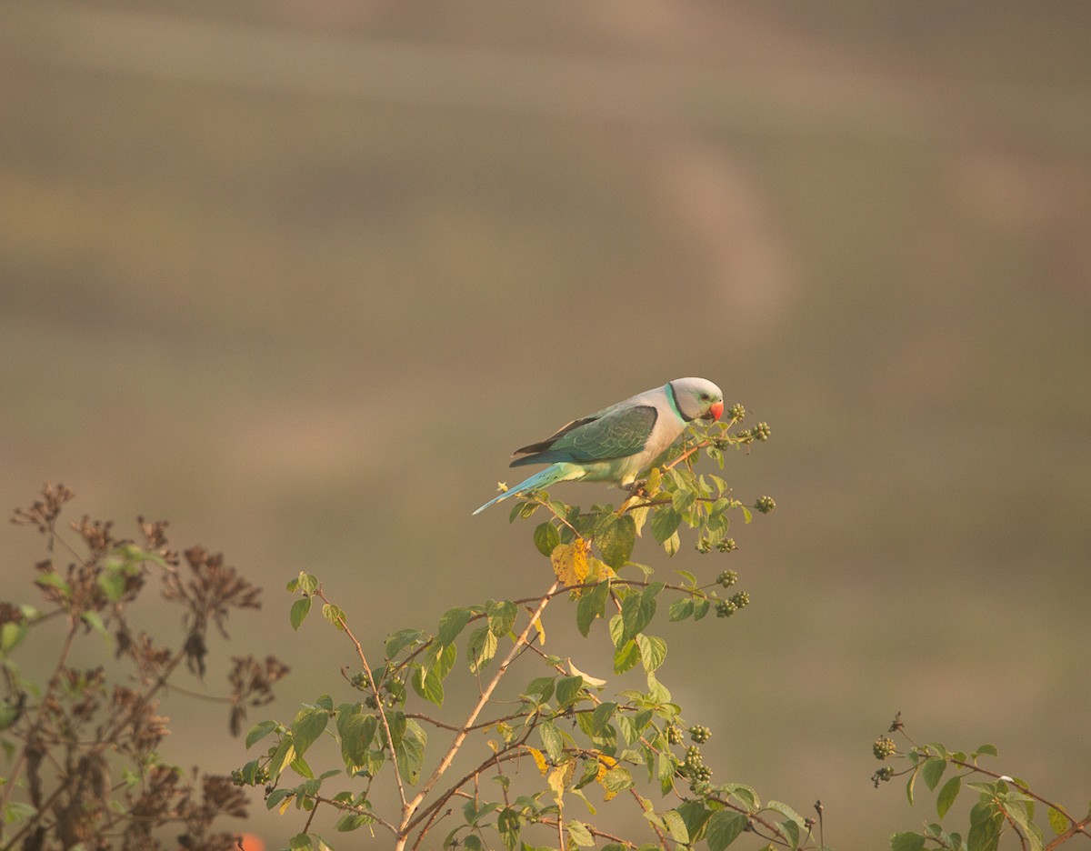 ミドリワカケインコ - ML644859982