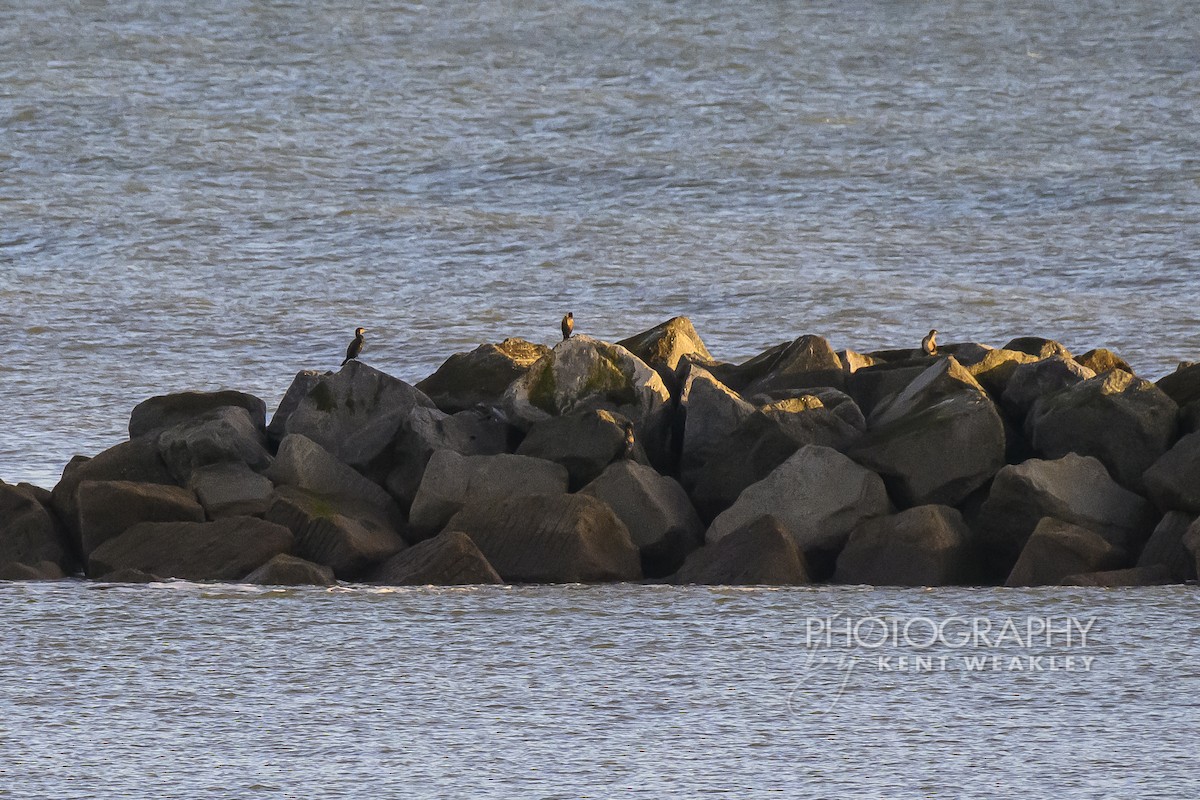 kormorán velký (ssp. sinensis/hanedae) - ML644859984