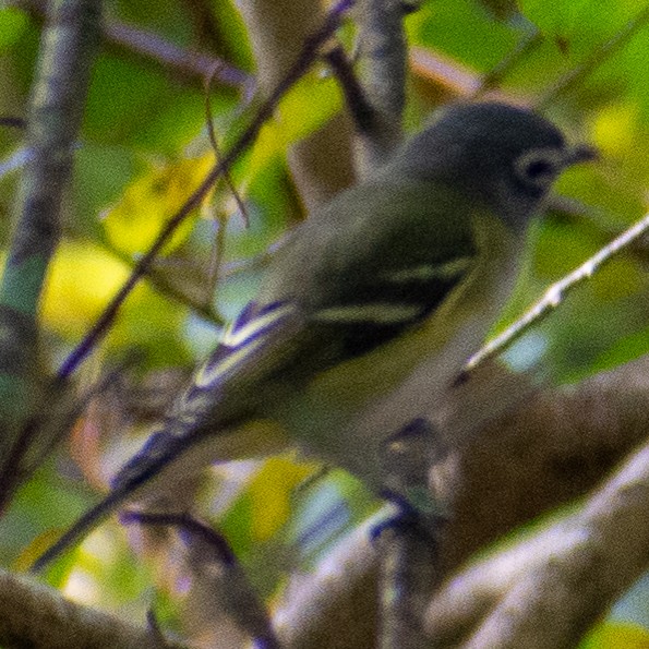 フタスジモズモドキ - ML644859986