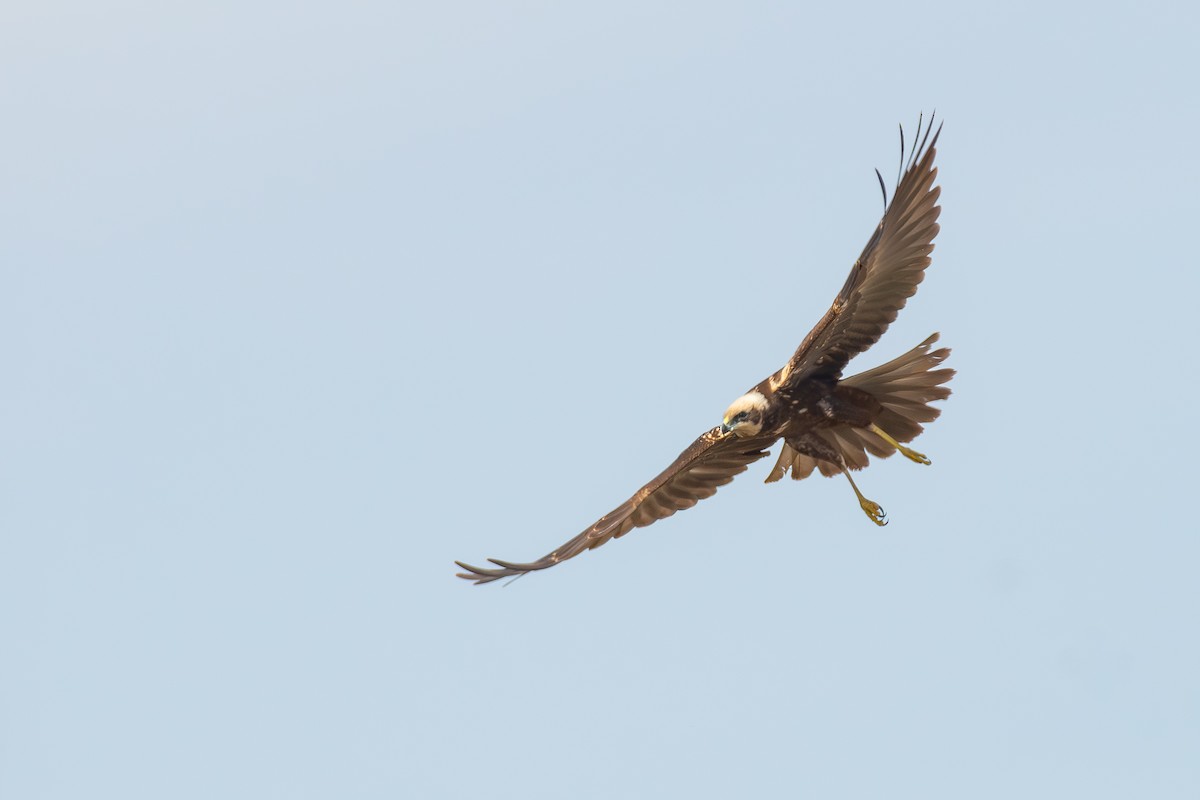 Western Marsh Harrier - ML644860003