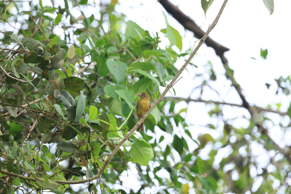 Summer Tanager - ML644860004