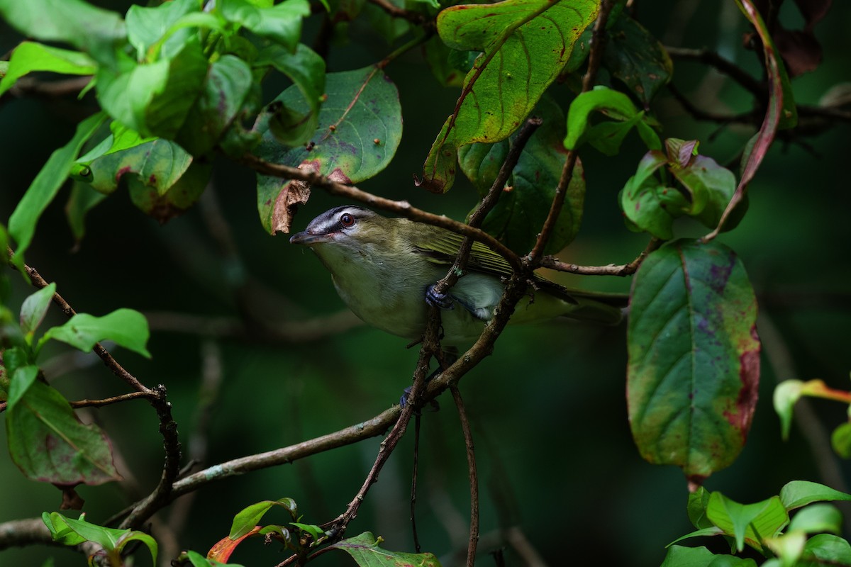 アカメモズモドキ - ML644860014