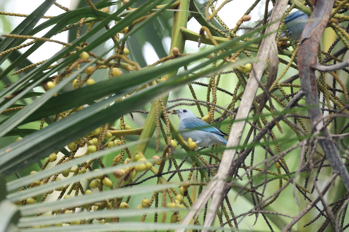 Blue-gray Tanager - ML644860024