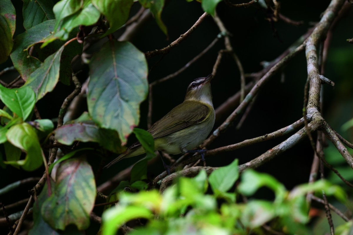 アカメモズモドキ - ML644860032