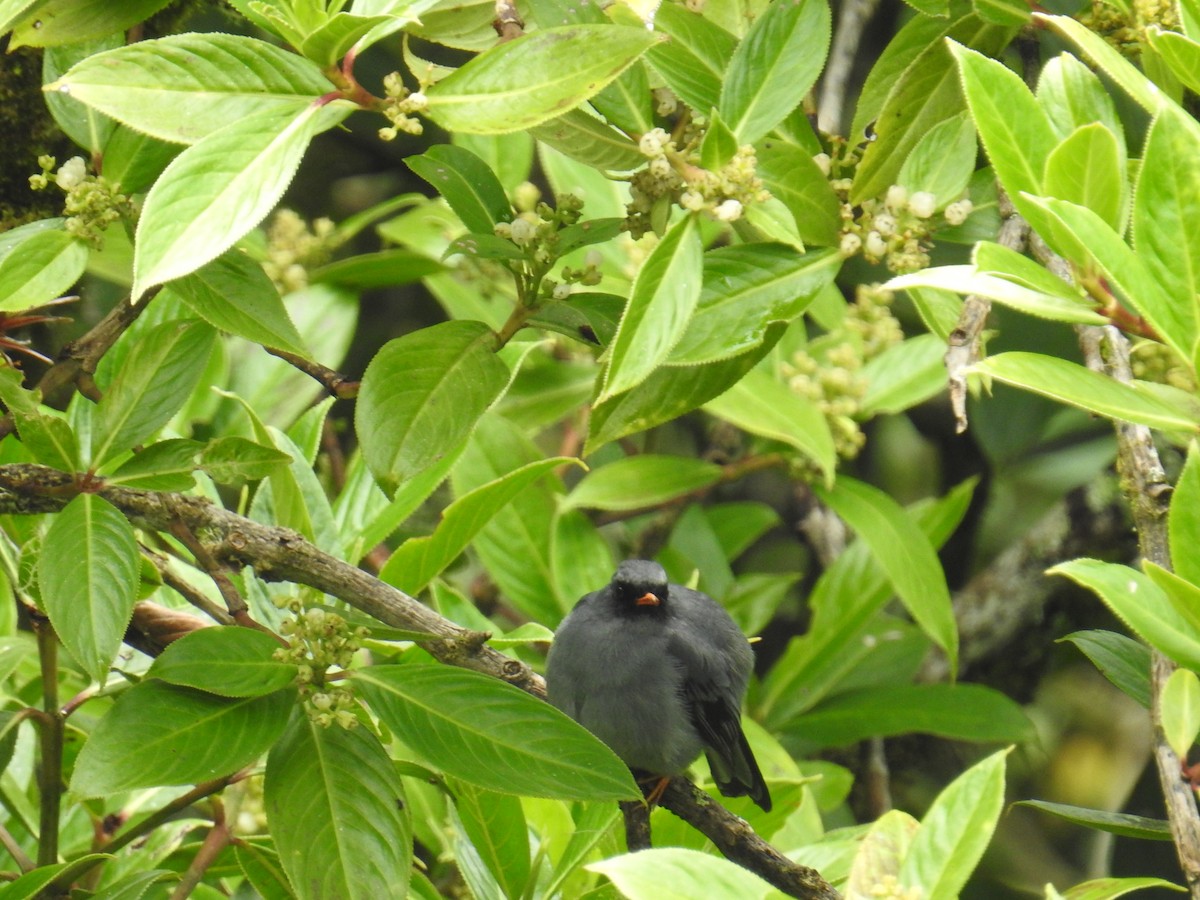 Black-faced Solitaire - ML644860039