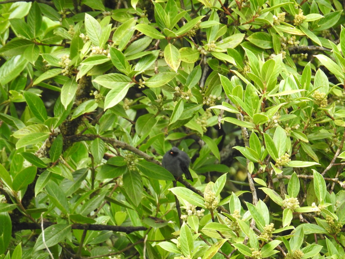 Black-faced Solitaire - ML644860040