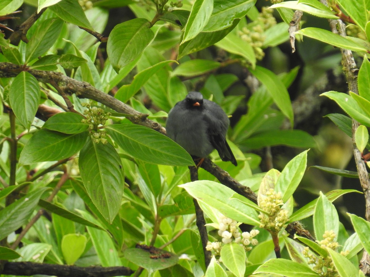 Black-faced Solitaire - ML644860041