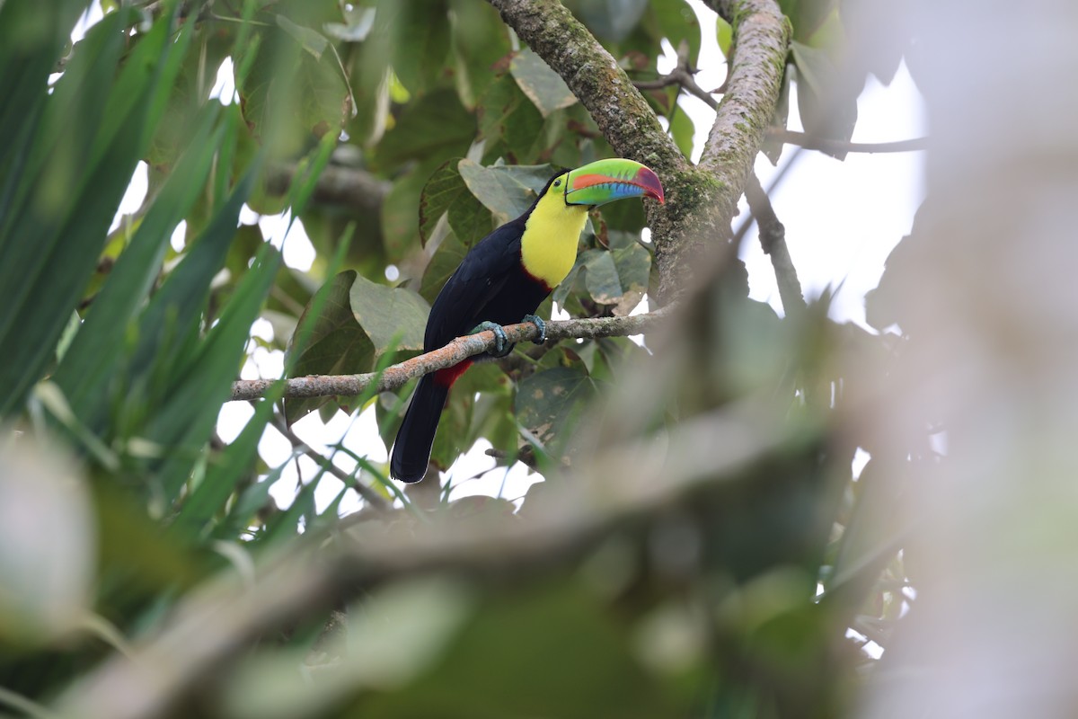 Keel-billed Toucan - ML644860044