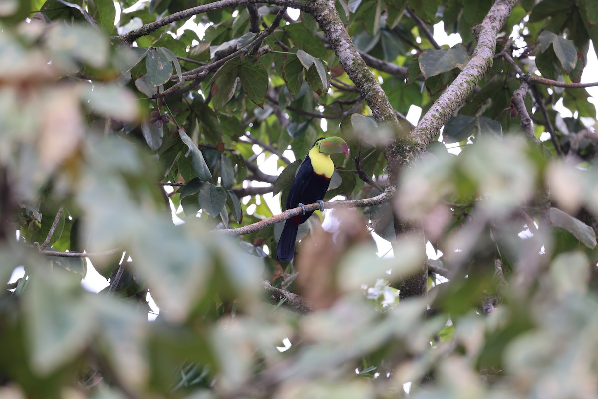 Keel-billed Toucan - ML644860045