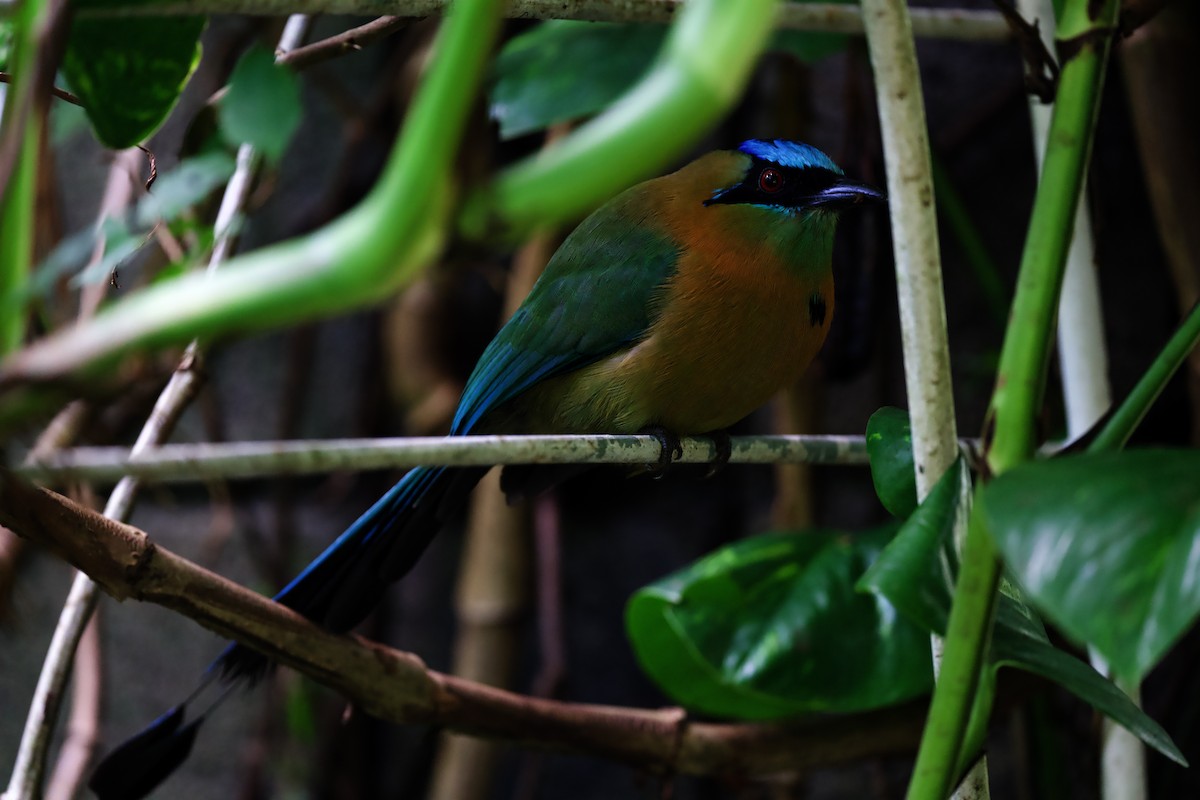 Lesson's Motmot - ML644860046