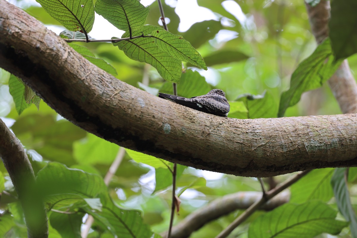 Lesser Nighthawk - ML644860061