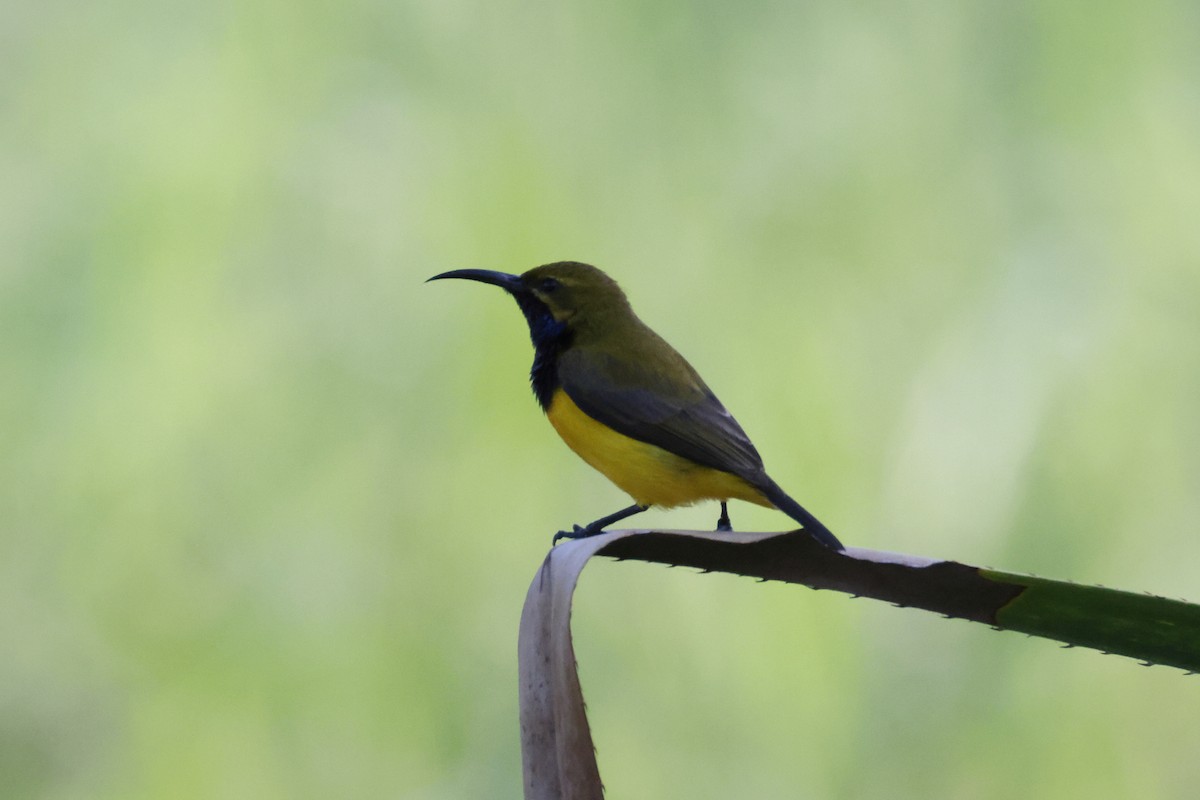 Sahul Sunbird - ML644860077