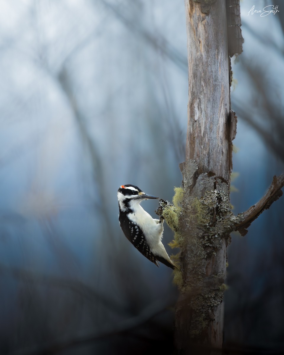 Hairy Woodpecker - ML644860083