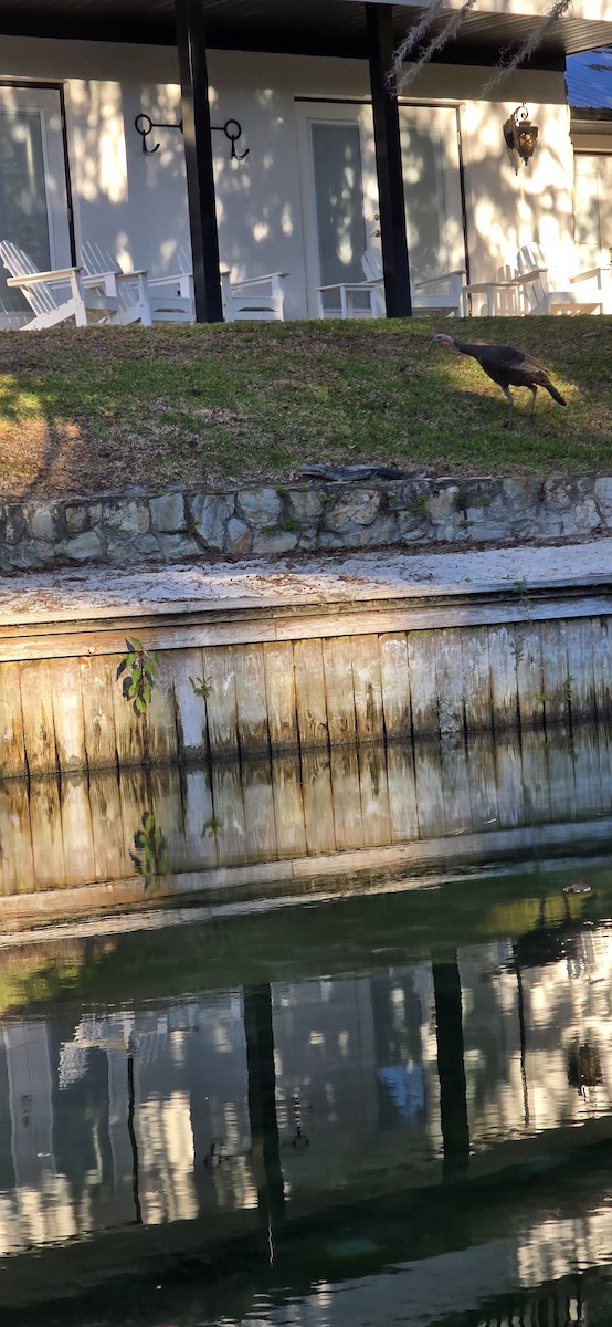 Wild Turkey - ML644860097