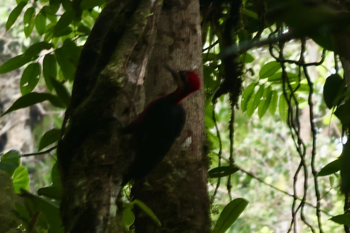 karminspett (splendens) - ML644860126