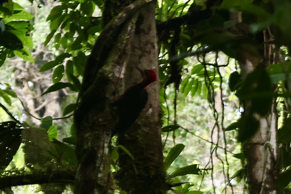 karminspett (splendens) - ML644860127