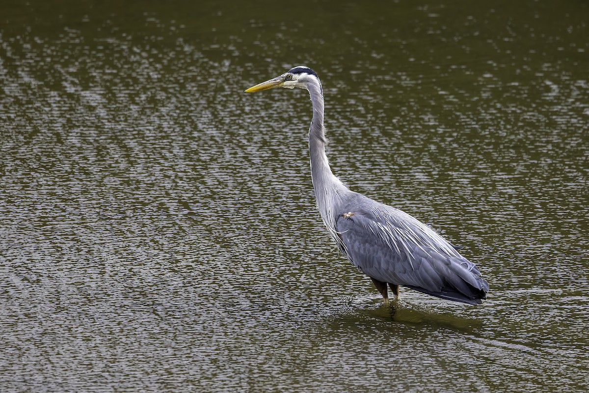 Great Blue Heron - ML644860129