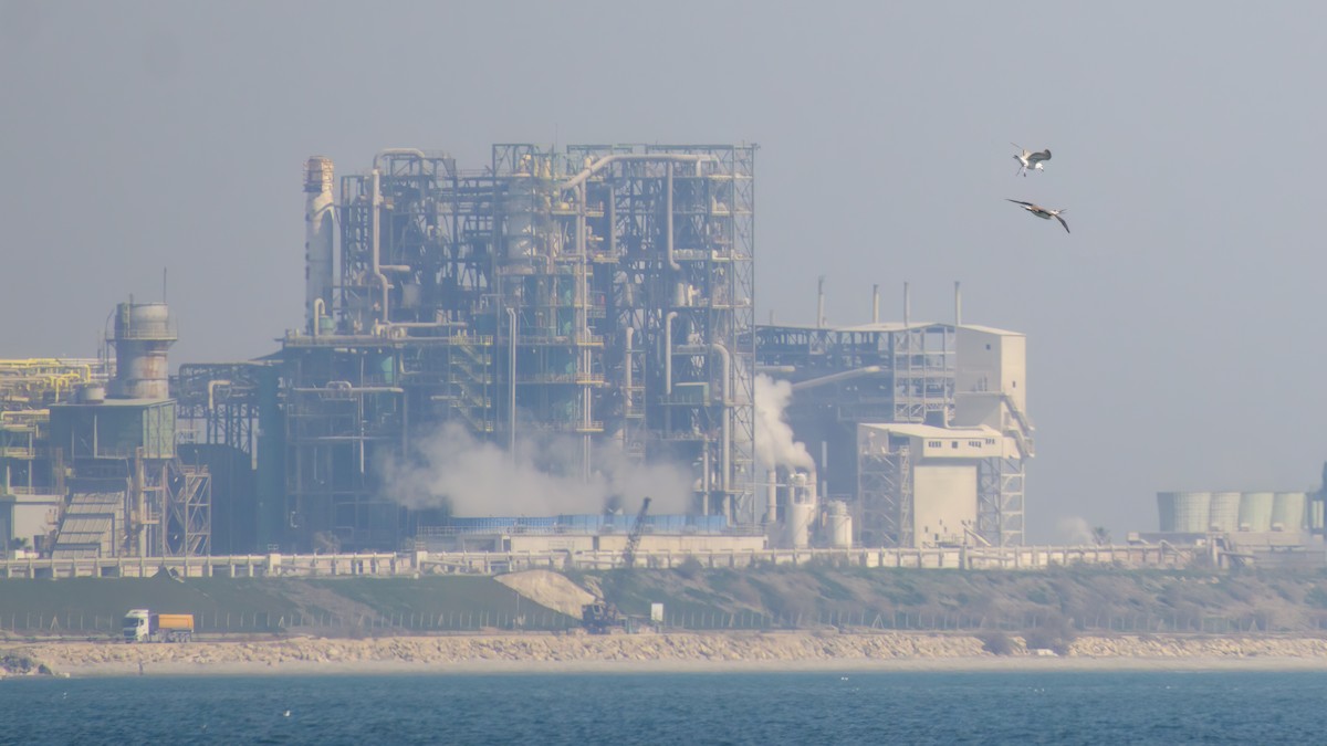 Northern Gannet - ML644860130