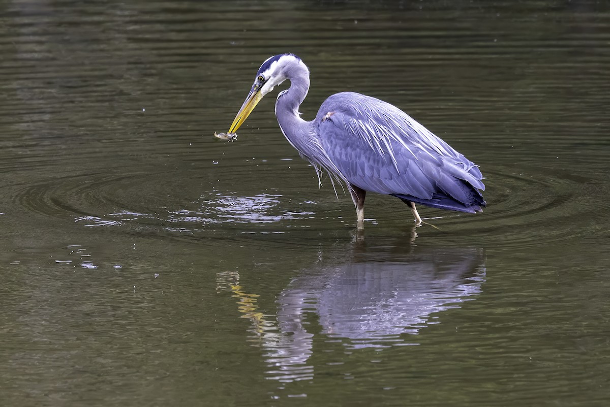 Great Blue Heron - ML644860132