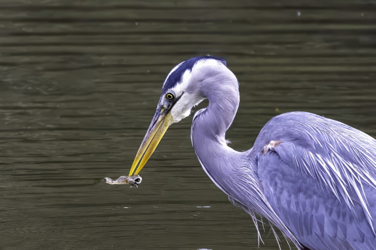 Great Blue Heron - ML644860135