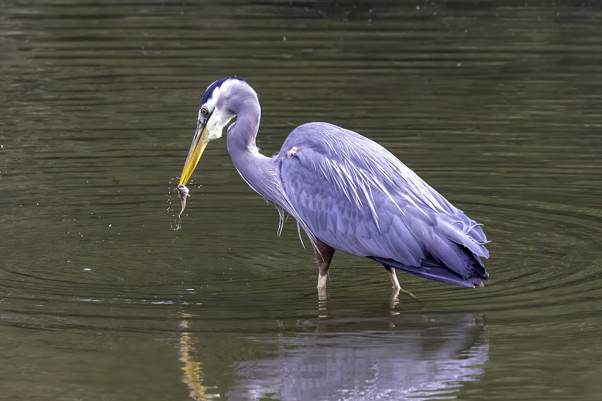 Great Blue Heron - ML644860137