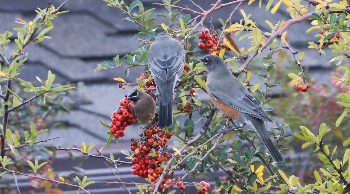 American Robin - ML644860142