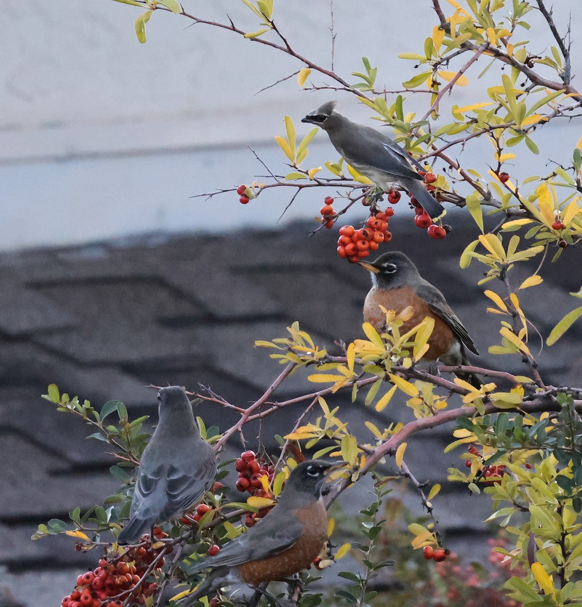 American Robin - ML644860143