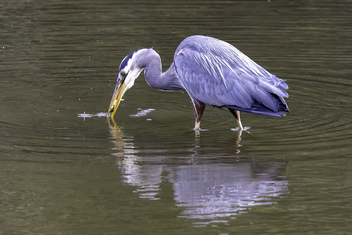 Great Blue Heron - ML644860144