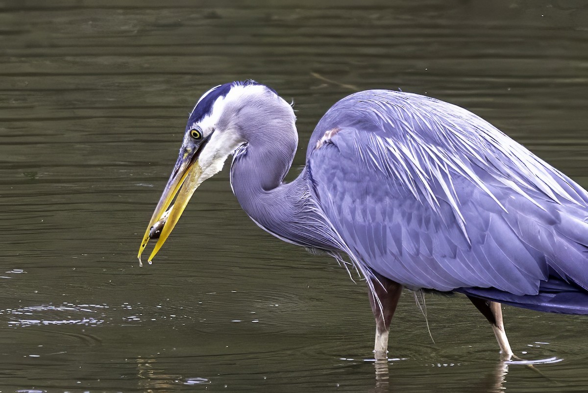 Great Blue Heron - ML644860151