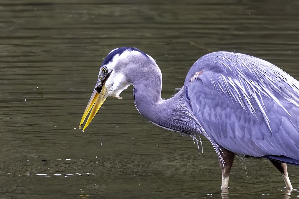 Great Blue Heron - ML644860153
