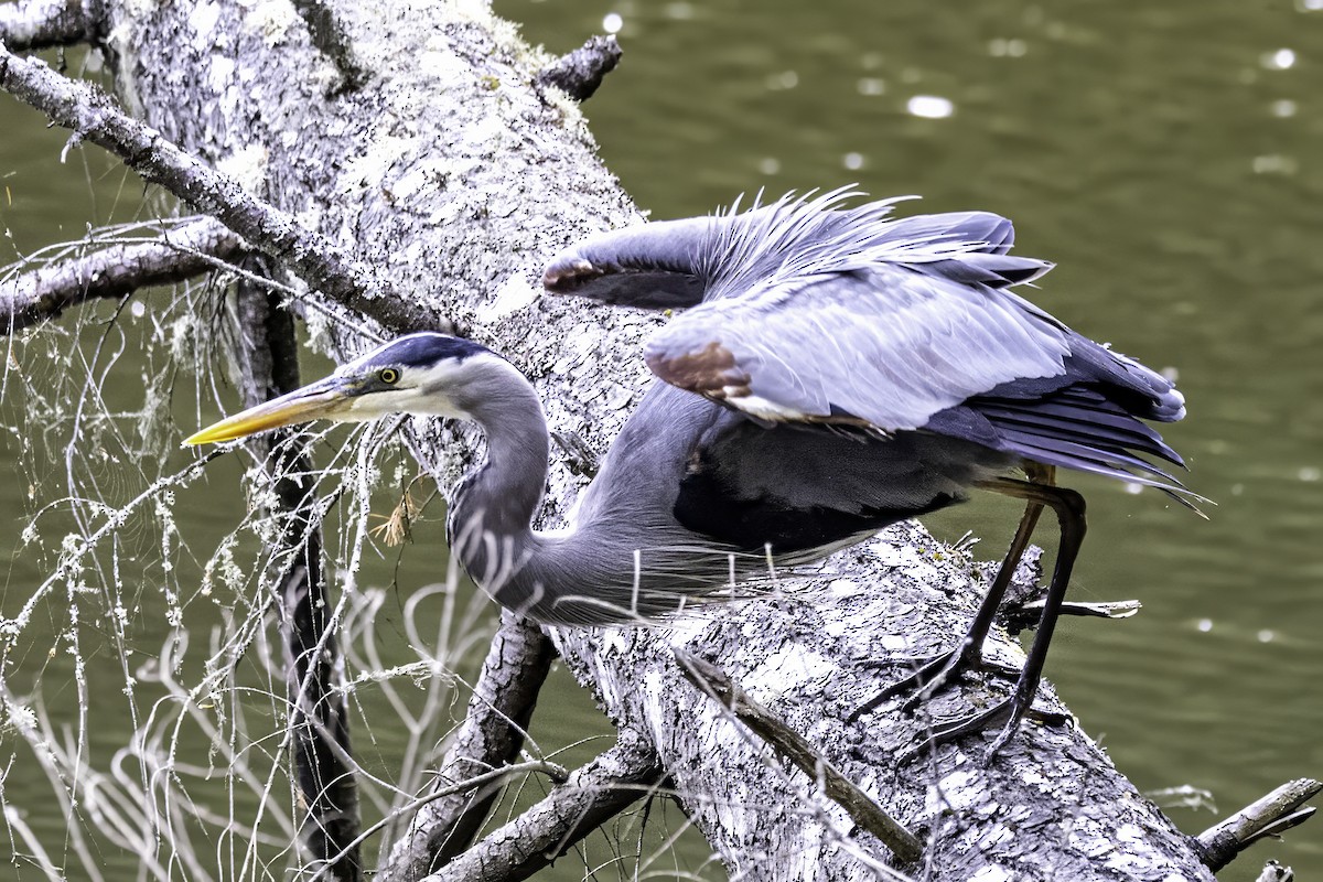 Great Blue Heron - ML644860158