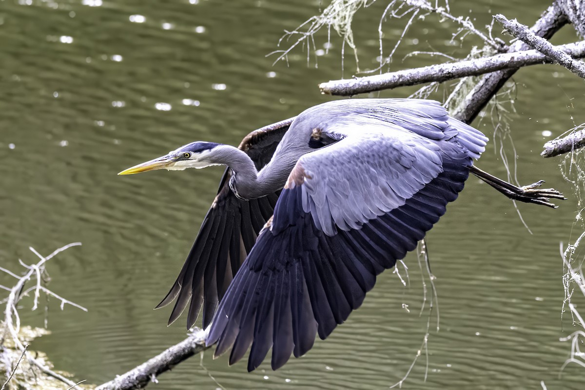 Great Blue Heron - ML644860163