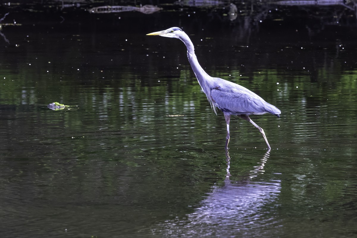 Great Blue Heron - ML644860165