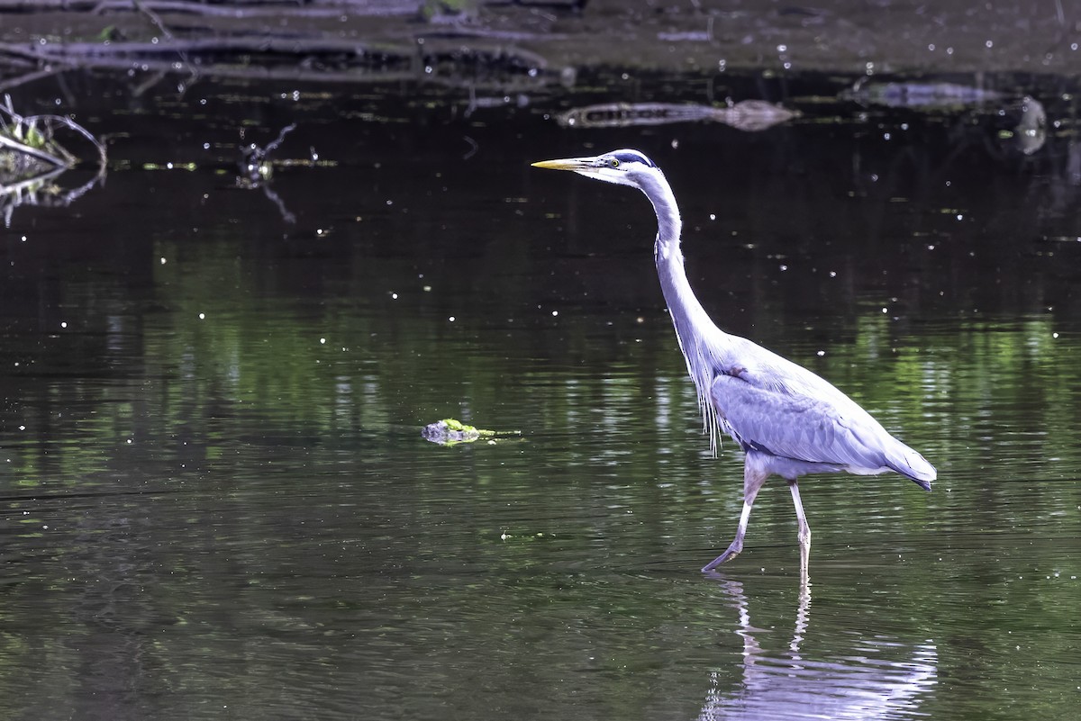 Great Blue Heron - ML644860169