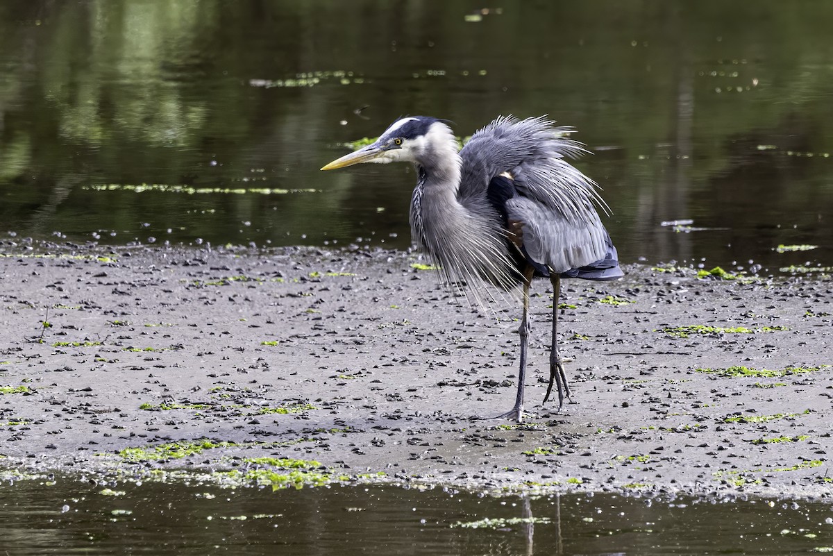 Great Blue Heron - ML644860171
