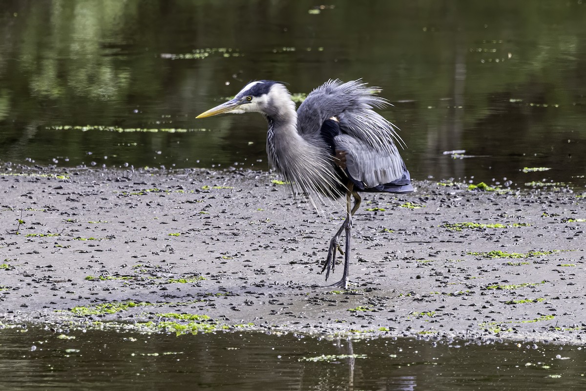 Great Blue Heron - ML644860174