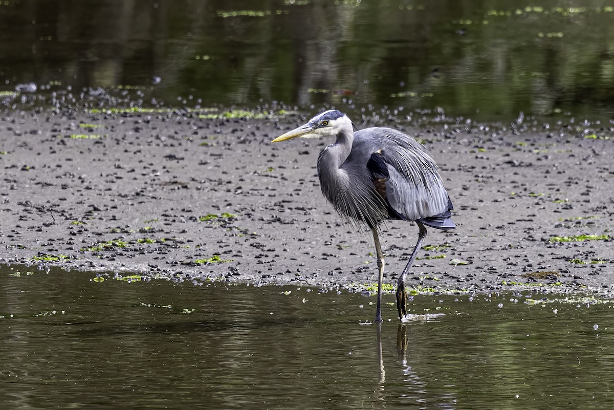 Great Blue Heron - ML644860180