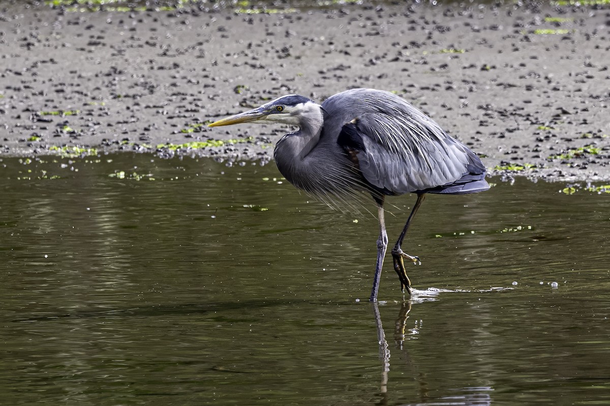 Great Blue Heron - ML644860184